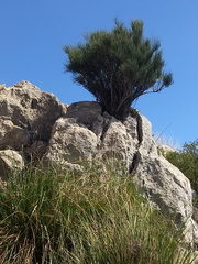 Natur und Vegetation Mallorca
